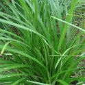 Liriope muscari 'Evergreen Giant'